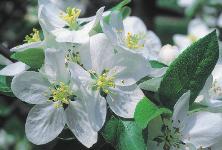 Frankreich, Normandie, Apfelblüte, Apfel, Apfelbaum, Reifezeit, Herbst, Frucht