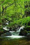 Deutschland, Baden-Württemberg, Schwarzwald, Landschaft, Wald