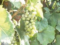 Frankreich, Beaujolais, Wein, Weintrauben, Weißwein, Trauben