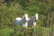 Frankreich, Camargue, Pferde, Schimmel, Büsche, Bäume, Provance, Schwemmland