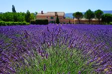 Frankreich, Provence, Mittelmeer, Pflanzen, Lavendel, Landschaft, Natur