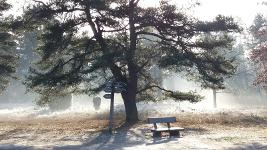 Deutschland, Niedersachsen, Heidekreis, Schneverdingen, Naturpark Lüneburger Heide, Landschaft